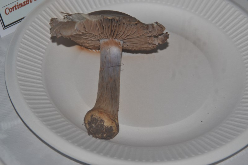 Cortinarius dionysae Rob.Henry, 1933