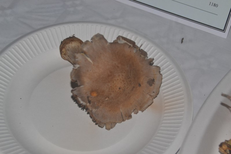 Cortinarius dionysae Rob.Henry, 1933