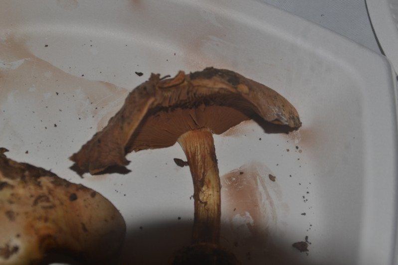 Cortinarius humolens Brandrud, 1998