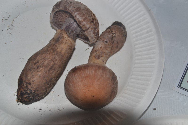 Cortinarius torvus (Fr.) Fr., 1838