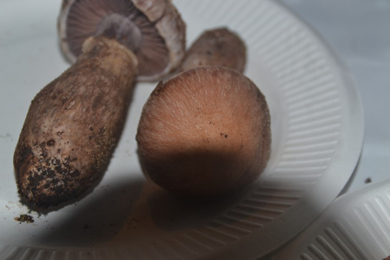 Cortinarius torvus (Fr.) Fr., 1838