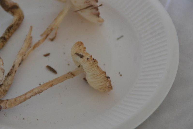 Lepiota ochraceosulfurescens Locq. ex Bon, 1985