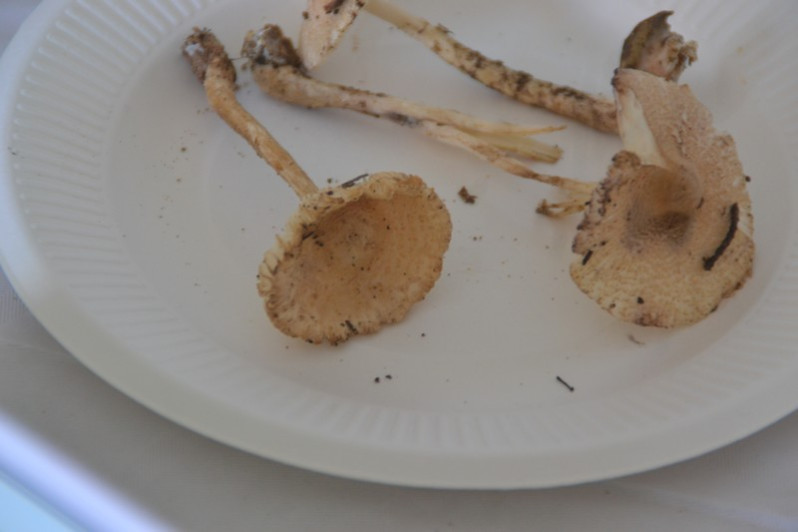 Lepiota ochraceosulfurescens Locq. ex Bon, 1985