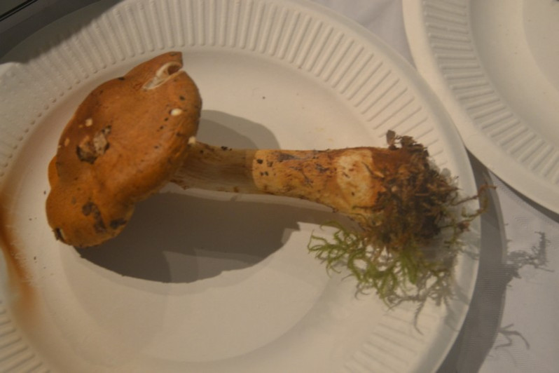 Cortinarius olidus J.E.Lange, 1940