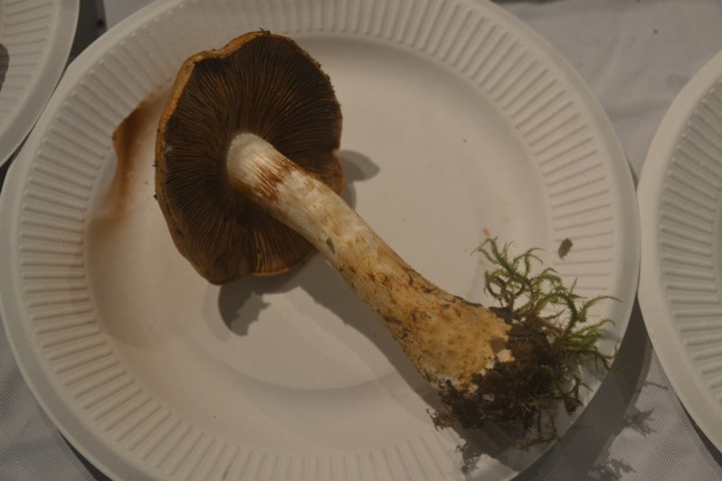 Cortinarius olidus J.E.Lange, 1940