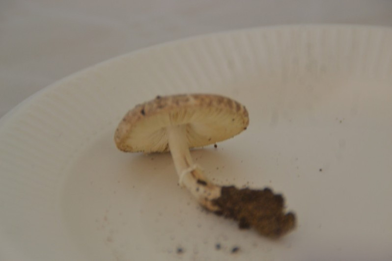 Leucoagaricus griseodiscus (Bon) Bon & Migl., 1991