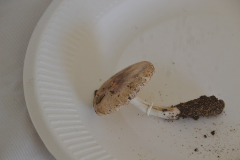 Leucoagaricus griseodiscus (Bon) Bon & Migl., 1991
