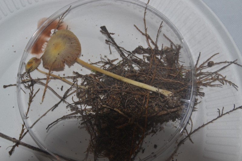 Bolbitius titubans var. vitellinus (Pers.) Courtec., 2008