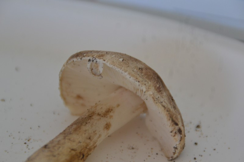 Leucoagaricus cinerascens (Quél.) Bon & Boiffard, 1978