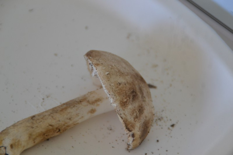 Leucoagaricus cinerascens (Quél.) Bon & Boiffard, 1978