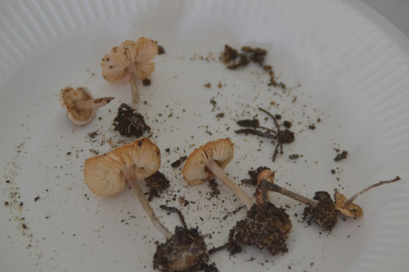Lepiota saponella M.Bodin & Priou, 1994