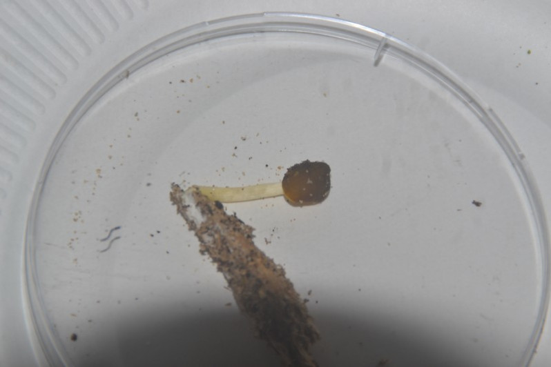 Pluteus luteovirens Rea, 1927
