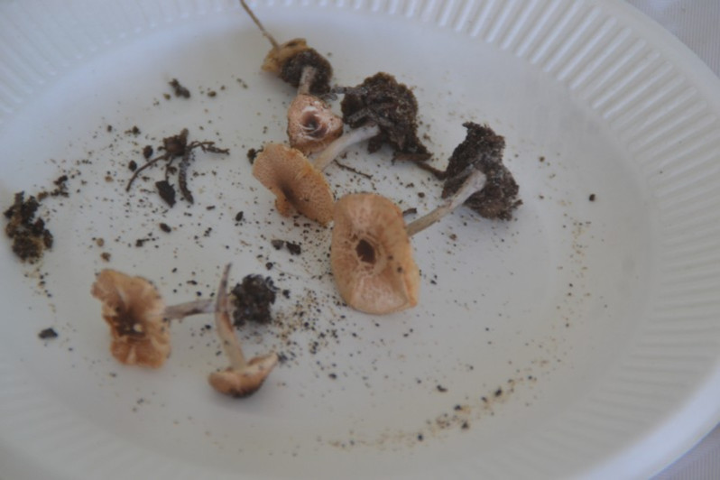 Lepiota saponella M.Bodin & Priou, 1994