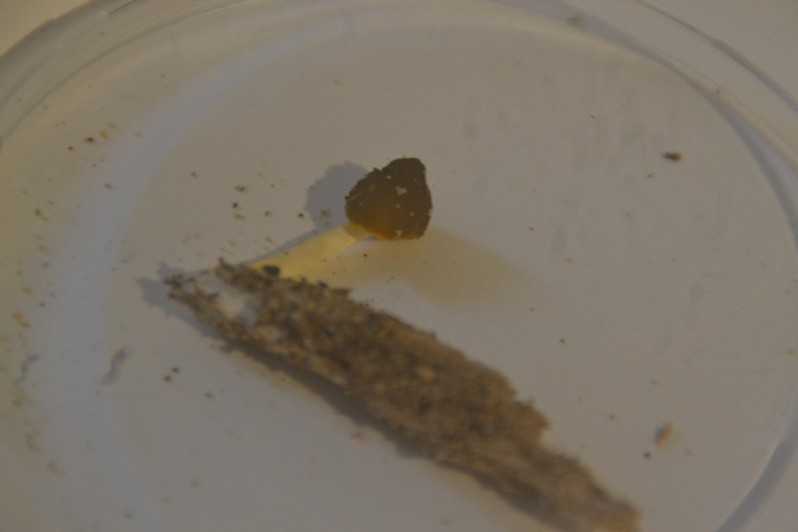 Pluteus luteovirens Rea, 1927