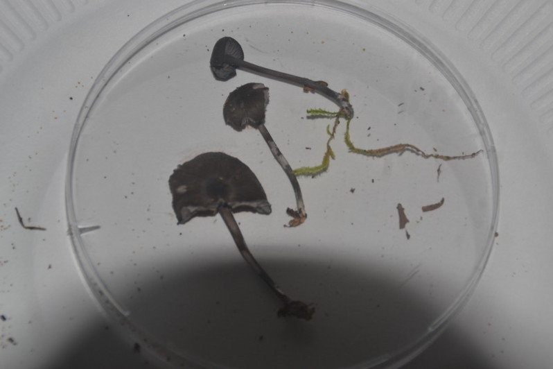 Entoloma serrulatum (Fr.) Hesler, 1967