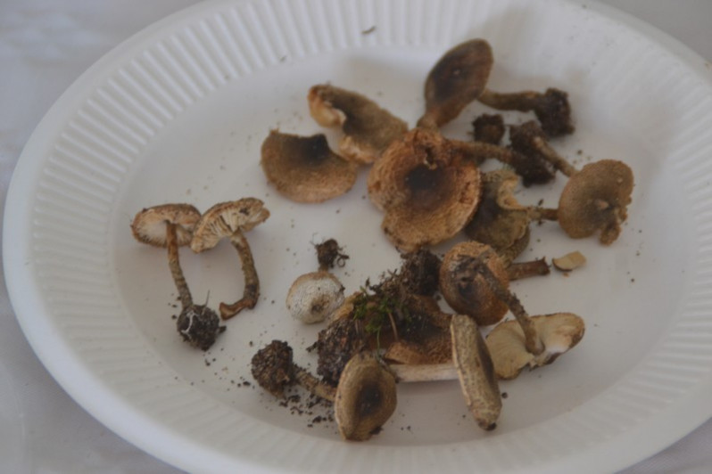 Lepiota griseovirens Maire, 1928