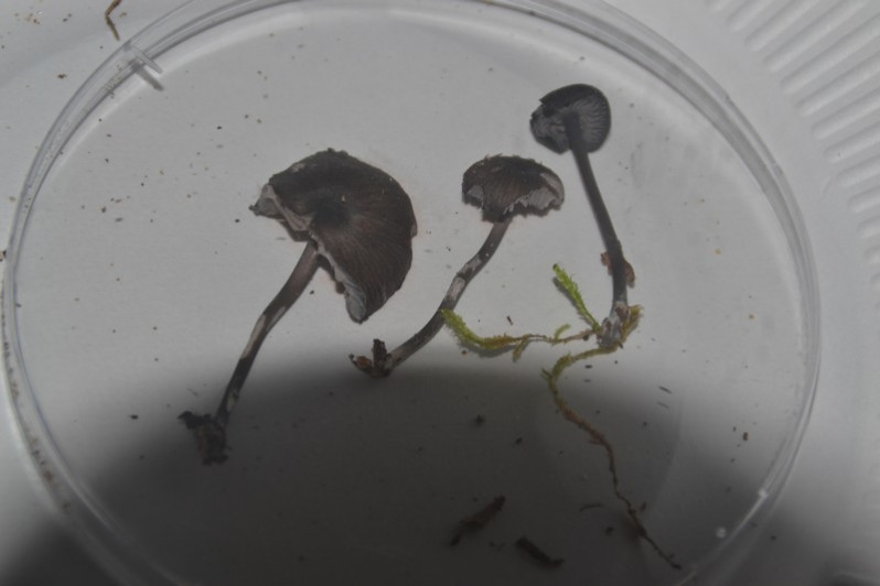 Entoloma serrulatum (Fr.) Hesler, 1967