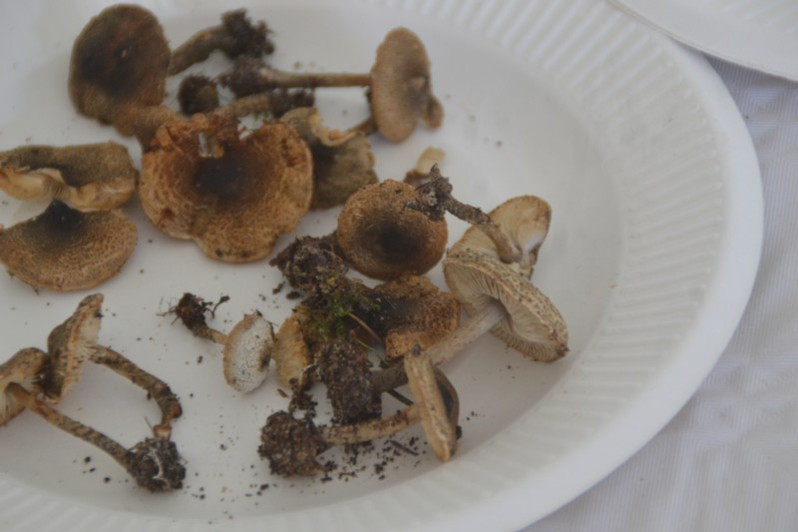 Lepiota griseovirens Maire, 1928