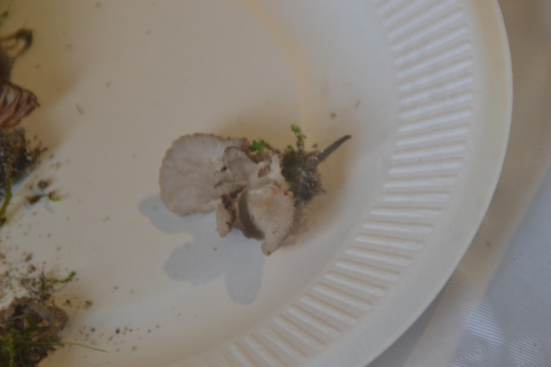 Entoloma cettoi Noordel., Hauskn. & Zuccher., 1994