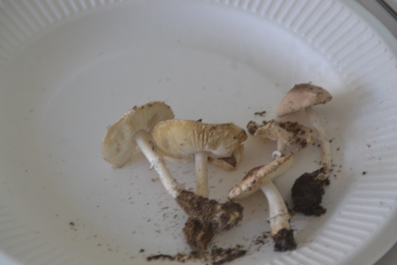 Leucoagaricus purpureorimosus Bon & Boiffard, 1978
