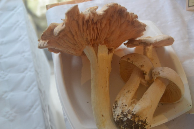 Entoloma lividum (Bull.) P.Kumm., 1871