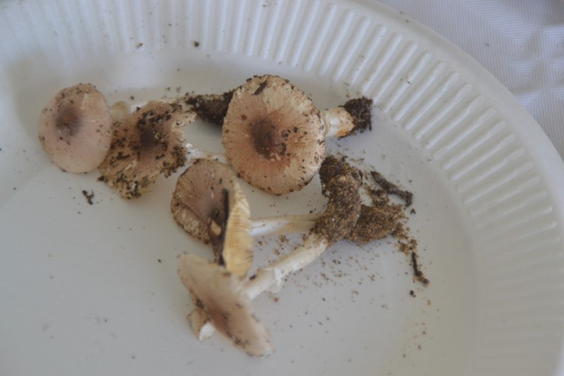 Leucoagaricus purpureorimosus Bon & Boiffard, 1978