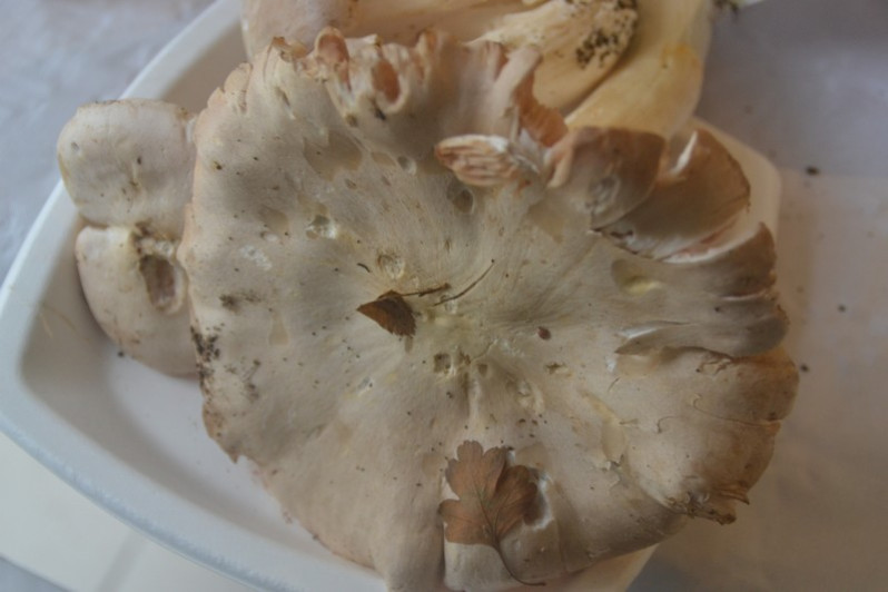 Entoloma lividum (Bull.) P.Kumm., 1871