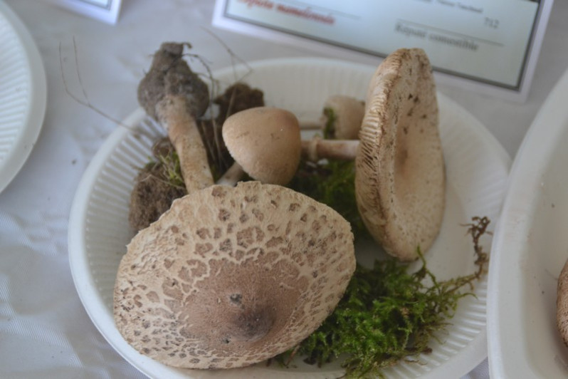 Macrolepiota mastoidea (Fr.) Singer, 1951