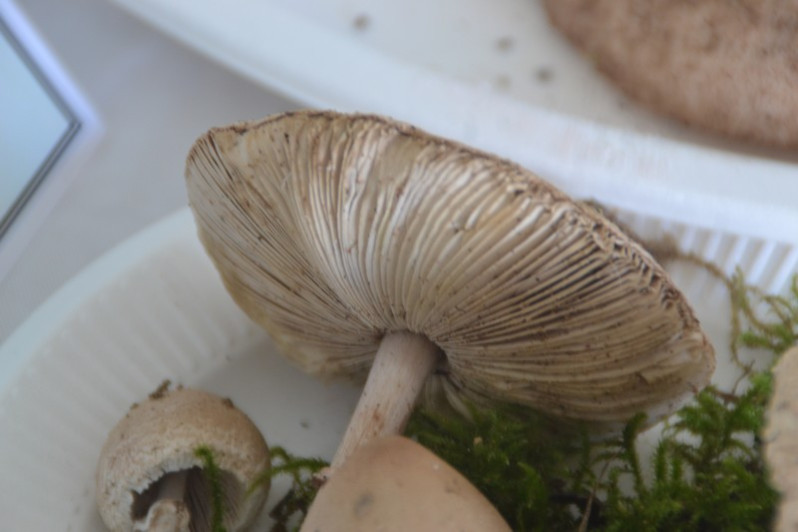 Macrolepiota mastoidea (Fr.) Singer, 1951