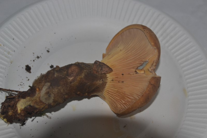 Tapinella atrotomentosa (Batsch) Šutara, 1992