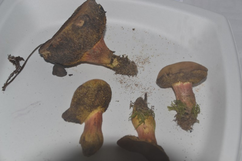 Hortiboletus rubellus (Krombh.) Simonini, Vizzini & Gelardi, 2015