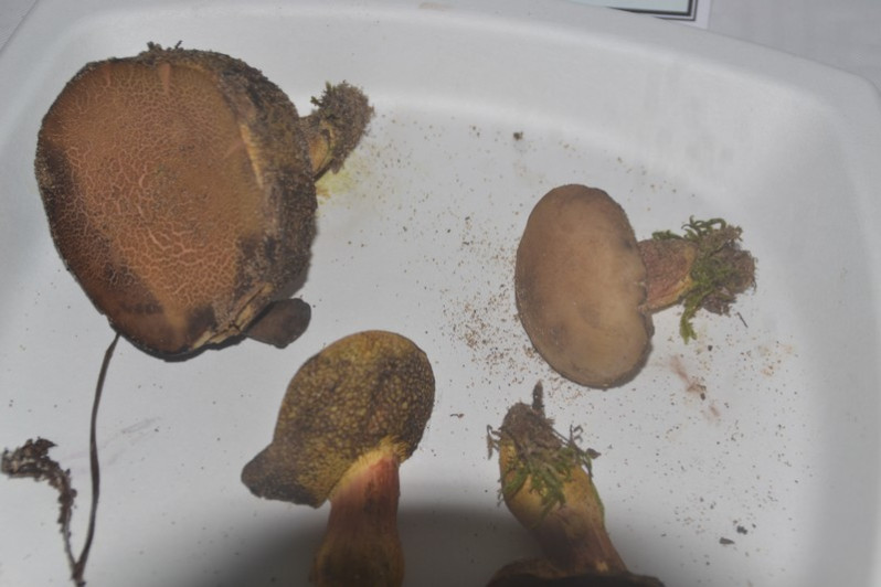 Hortiboletus rubellus (Krombh.) Simonini, Vizzini & Gelardi, 2015