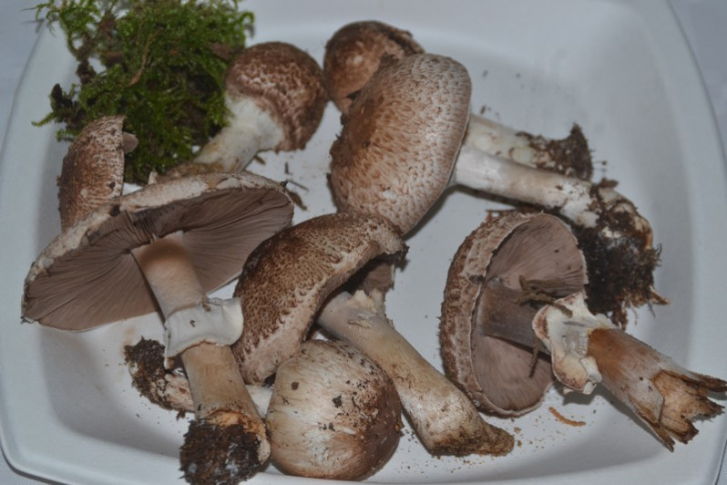 Agaricus freirei Blanco-Dios, 2001