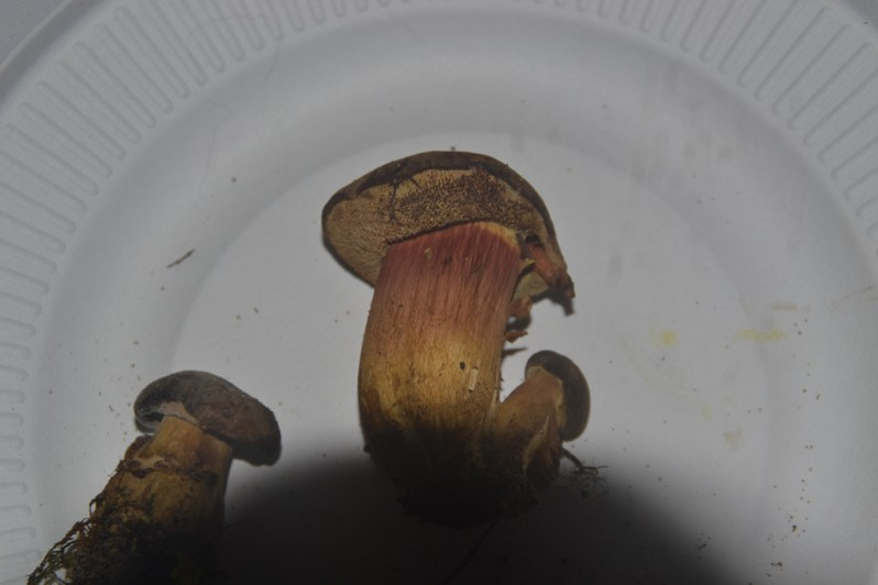 Xerocomellus pruinatus (Fr. & Hök) Šutara, 2008