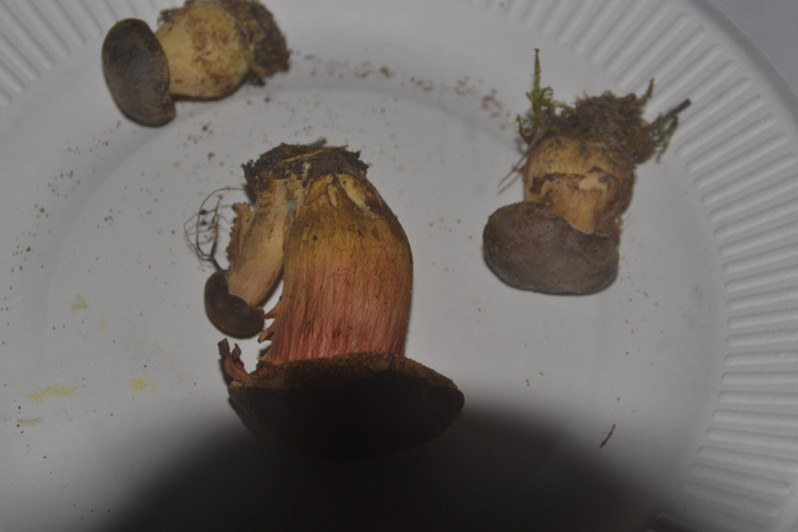 Xerocomellus pruinatus (Fr. & Hök) Šutara, 2008