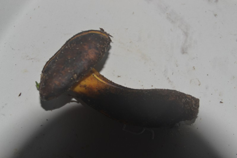 Cyanoboletus pulverulentus (Opat.) Gelardi, Vizzini & Simonini, 2014