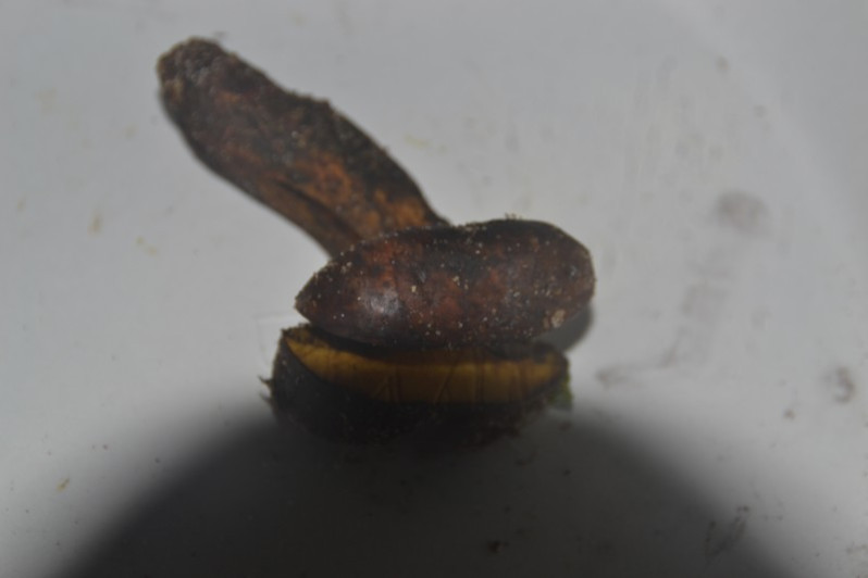 Cyanoboletus pulverulentus (Opat.) Gelardi, Vizzini & Simonini, 2014