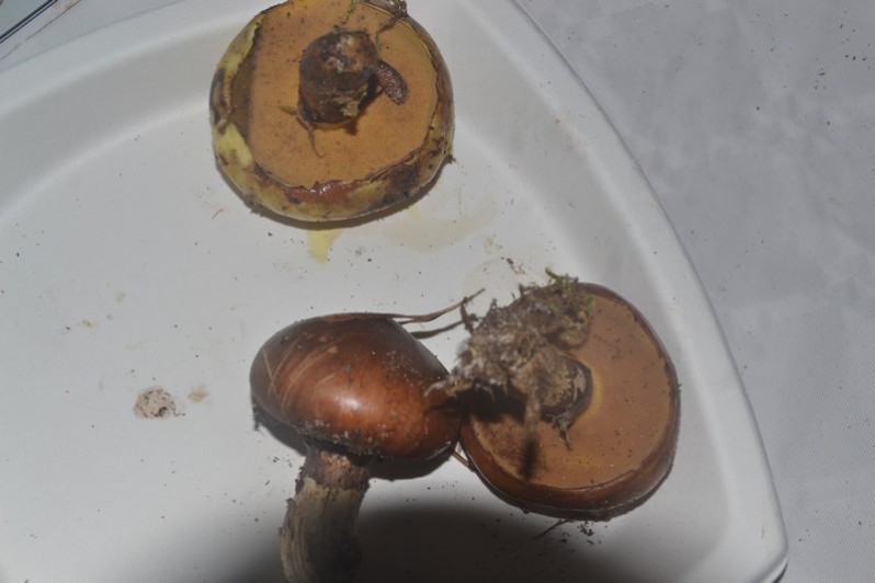 Suillus luteus (L.) Roussel, 1796