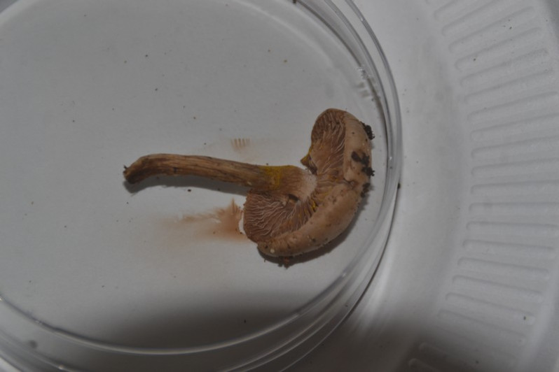 Hebeloma mesophaeum (Pers.) Quél., 1872