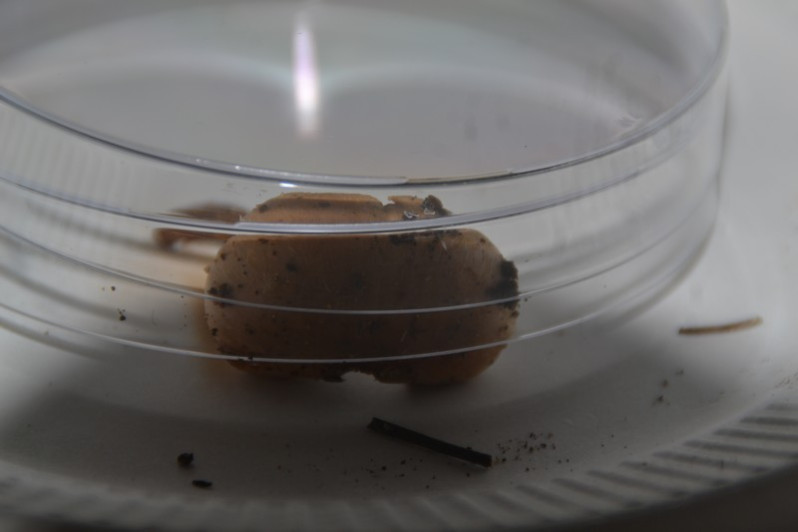 Hebeloma mesophaeum (Pers.) Quél., 1872