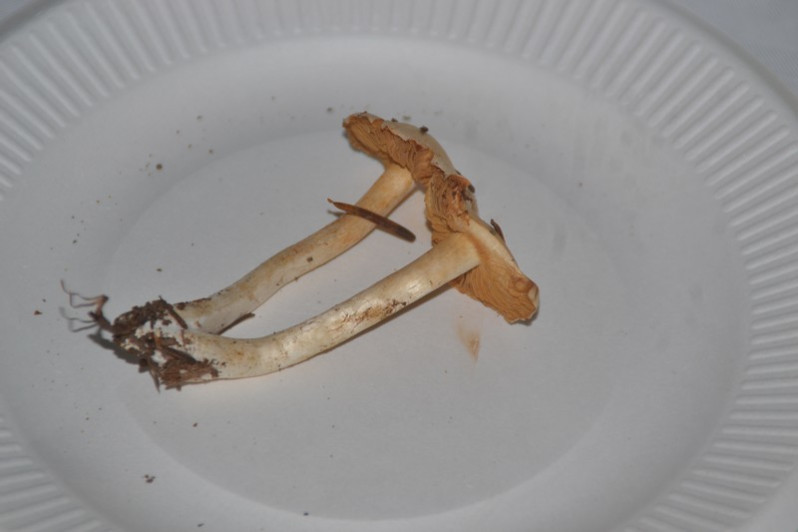 Cortinarius causticus Fr., 1838