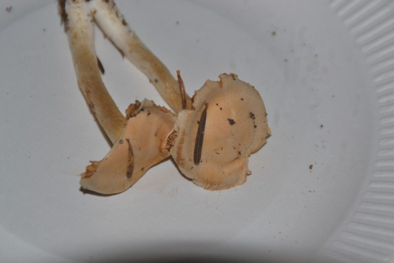 Cortinarius causticus Fr., 1838