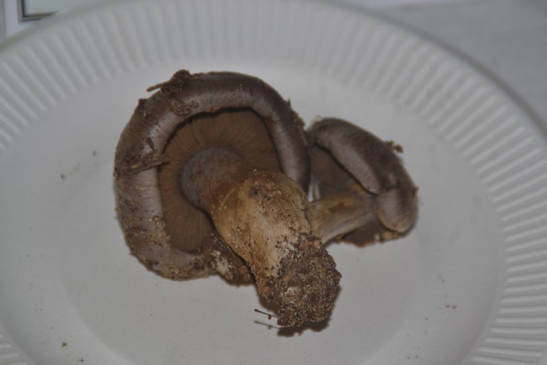 Cortinarius infractus (Pers.) Fr., 1838