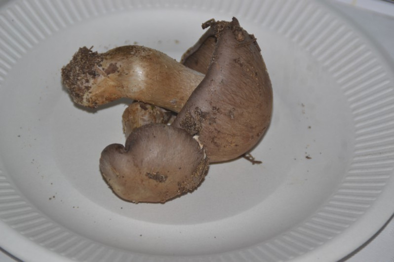 Cortinarius infractus (Pers.) Fr., 1838