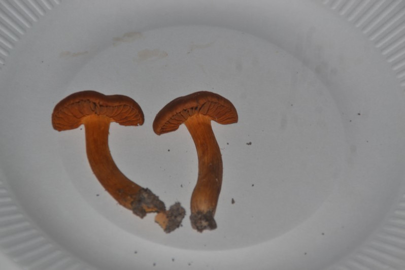 Cortinarius orellanus Fr., 1838