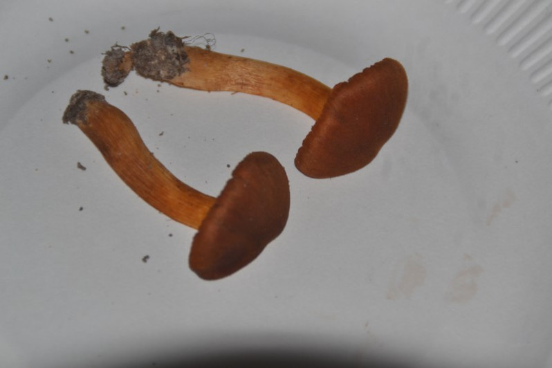 Cortinarius orellanus Fr., 1838