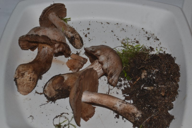 Cortinarius diosmus Kühner, 1955