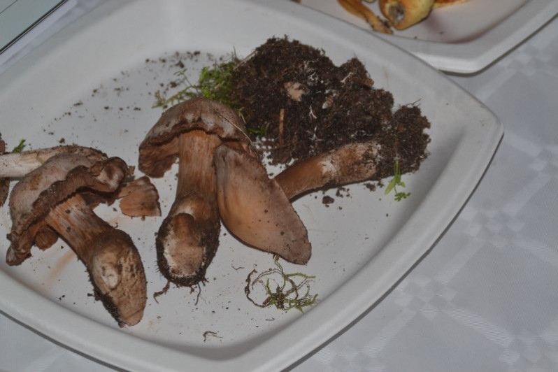 Cortinarius diosmus Kühner, 1955