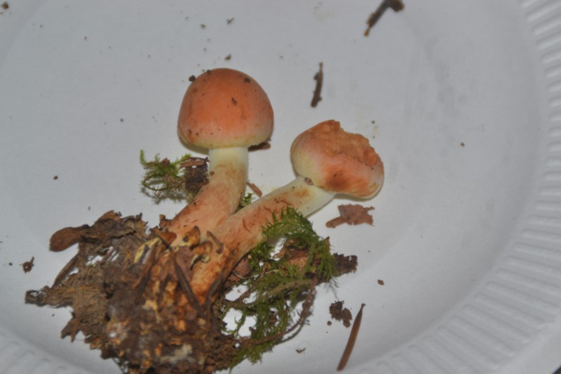 Hypholoma lateritium (Schaeff.) P.Kumm., 1871