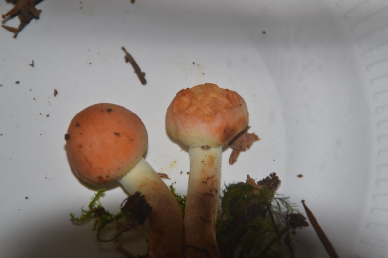 Hypholoma lateritium (Schaeff.) P.Kumm., 1871